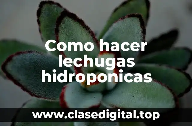 ¿Qué son las lechugas hidroponicas?