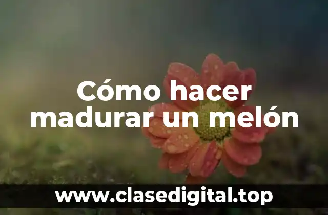 ¿Qué es el proceso de maduración de un melón?