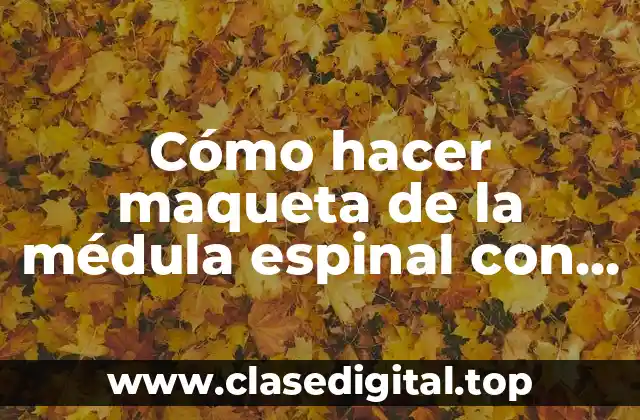 Cómo hacer maqueta de la médula espinal con sus partes