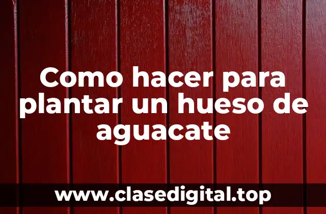 Como hacer para plantar un hueso de aguacate