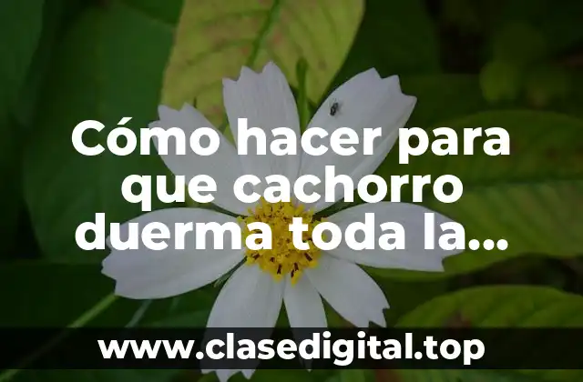 Cómo hacer para que cachorro duerma toda la noche