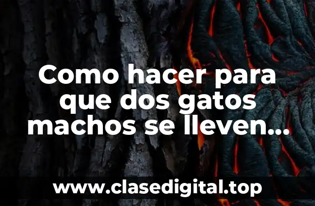 Como hacer para que dos gatos machos se lleven bien