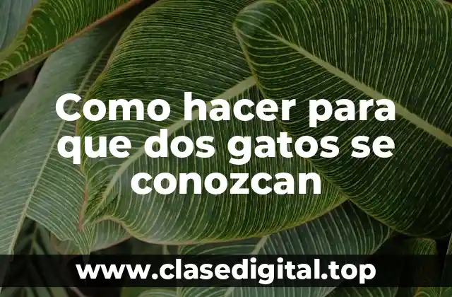 Como hacer para que dos gatos se conozcan