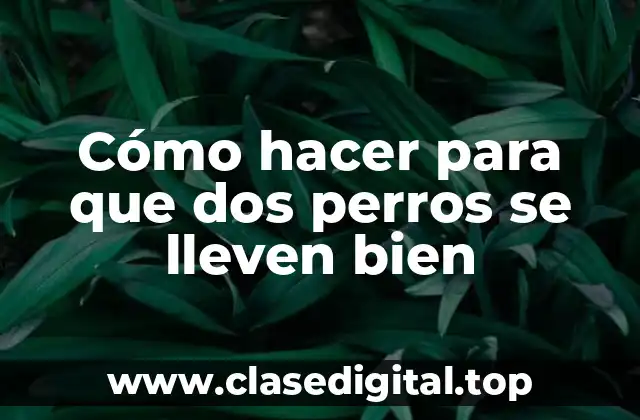 Cómo hacer para que dos perros se lleven bien