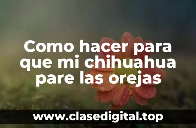 Como hacer para que mi chihuahua pare las orejas