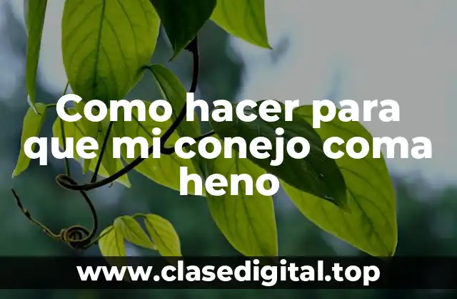 Como hacer para que mi conejo coma heno