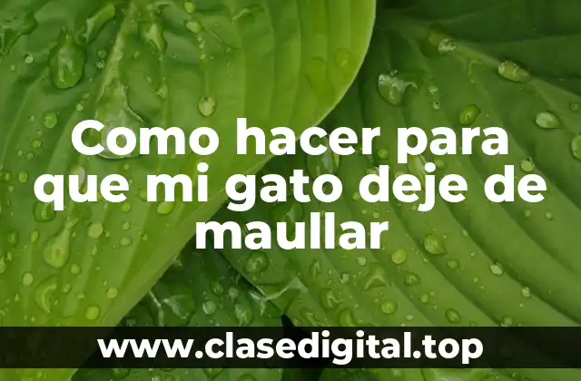 Como hacer para que mi gato deje de maullar