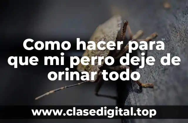 Como hacer para que mi perro deje de orinar todo