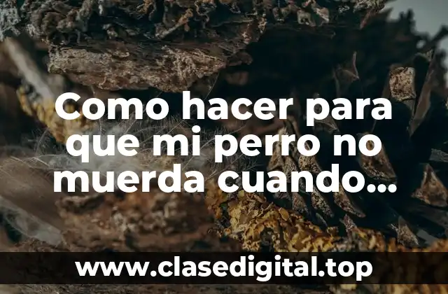 Como hacer para que mi perro no muerda cuando juega