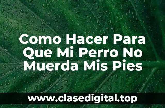Como Hacer Para Que Mi Perro No Muerda Mis Pies