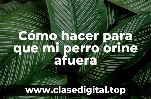 Cómo hacer para que mi perro orine afuera