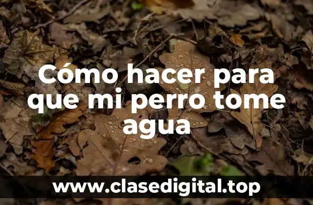 Cómo hacer para que mi perro tome agua