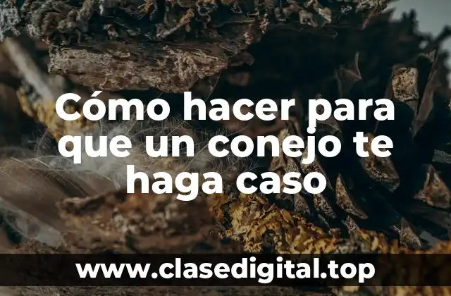 Cómo hacer para que un conejo te haga caso