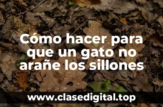 Cómo hacer para que un gato no arañe los sillones