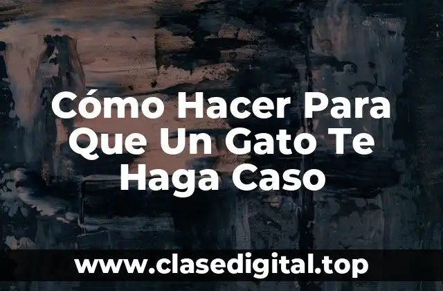 Cómo Hacer Para Que Un Gato Te Haga Caso