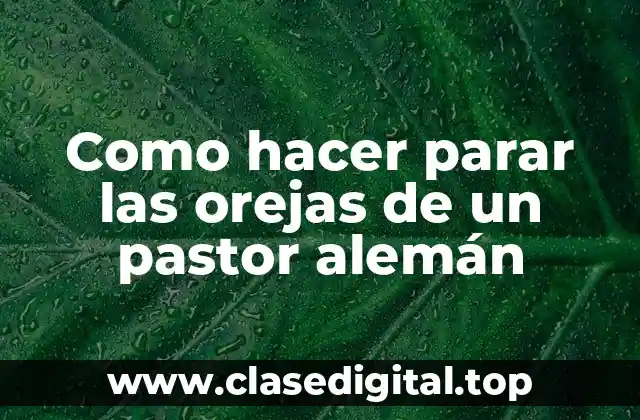 Como hacer parar las orejas de un pastor alemán
