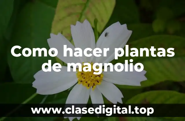 Como hacer plantas de magnolio
