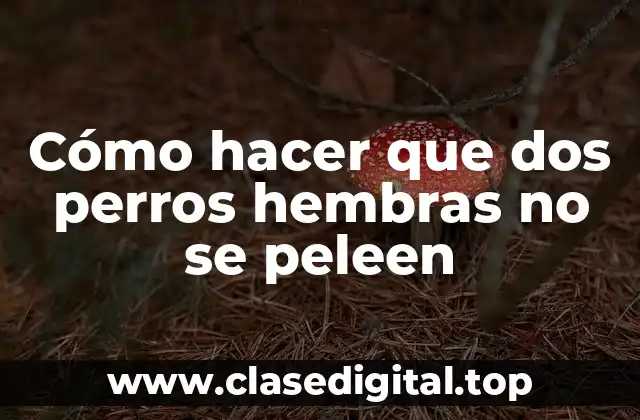 Cómo hacer que dos perros hembras no se peleen