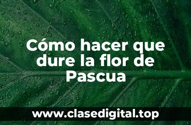Cómo hacer que dure la flor de Pascua