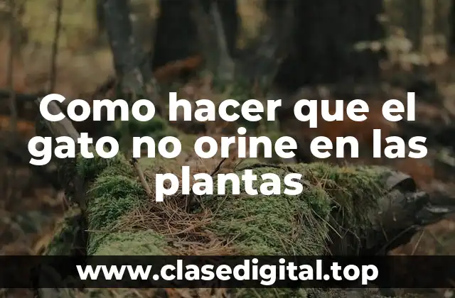 ¿Qué es la orina del gato en las plantas y por qué ocurre?