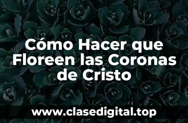 ¿Qué son las Coronas de Cristo y para qué Sirven?