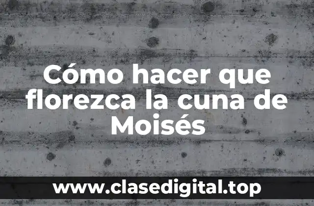 Cómo hacer que florezca la cuna de Moisés