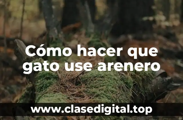 Cómo hacer que gato use arenero