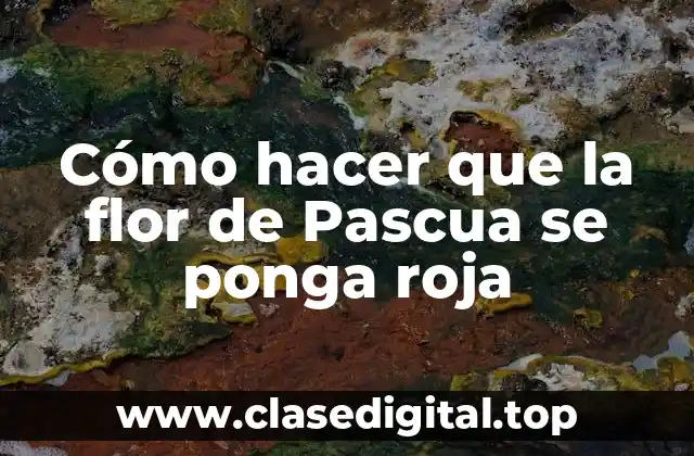Cómo hacer que la flor de Pascua se ponga roja