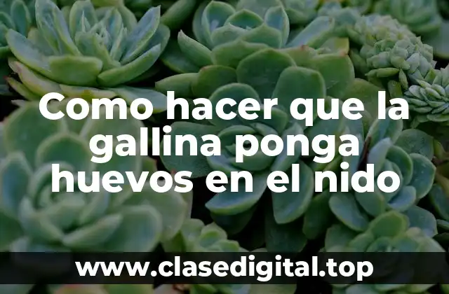 Como hacer que la gallina ponga huevos en el nido