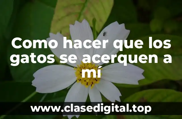 Como hacer que los gatos se acerquen a mí