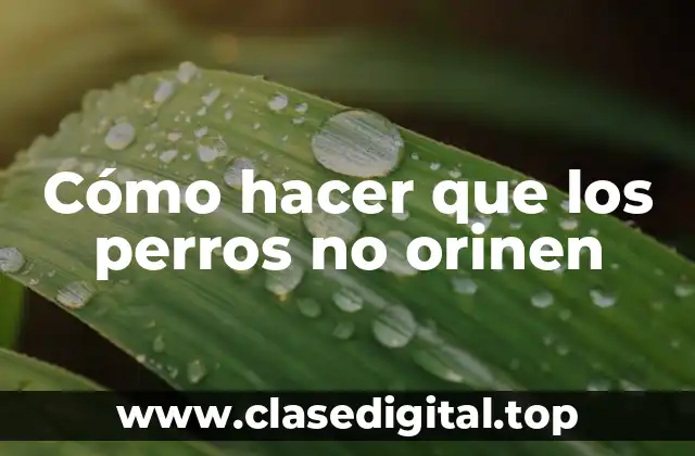 Cómo hacer que los perros no orinen