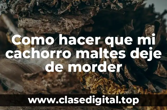 Como hacer que mi cachorro maltes deje de morder