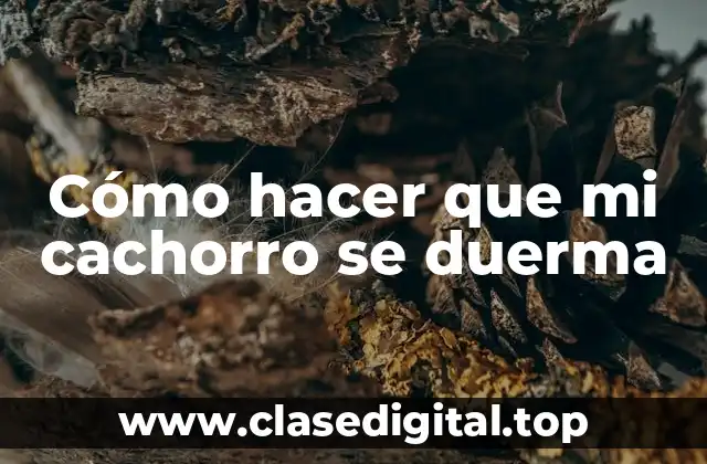 Cómo hacer que mi cachorro se duerma - Entendiendo el sueño canino