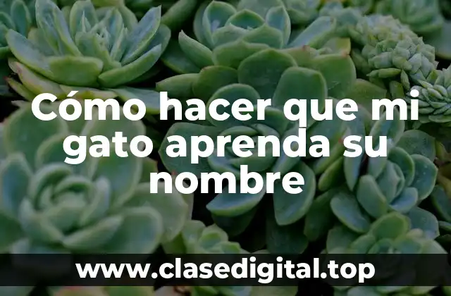 Cómo hacer que mi gato aprenda su nombre