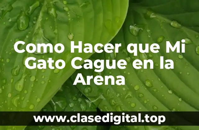 Como Hacer que Mi Gato Cague en la Arena