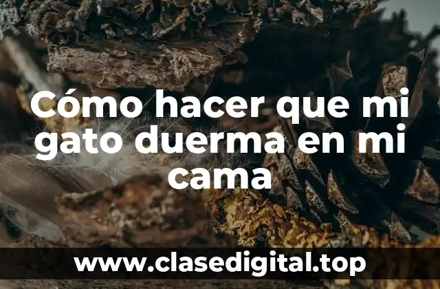 Cómo hacer que mi gato duerma en mi cama