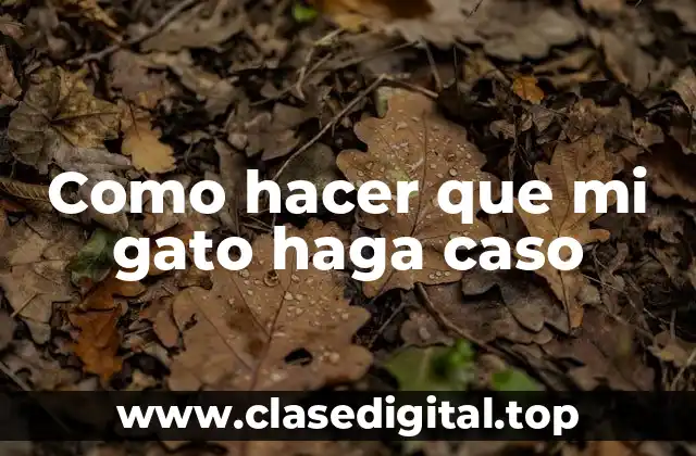 Como hacer que mi gato haga caso