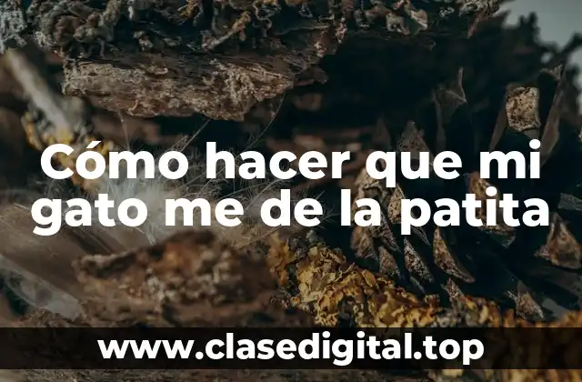 Cómo hacer que mi gato me de la patita
