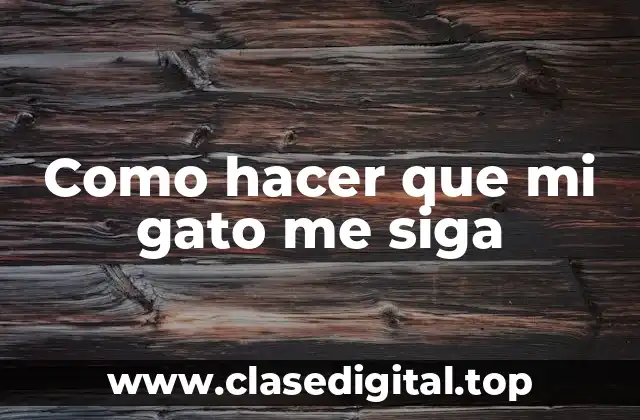 Como hacer que mi gato me siga