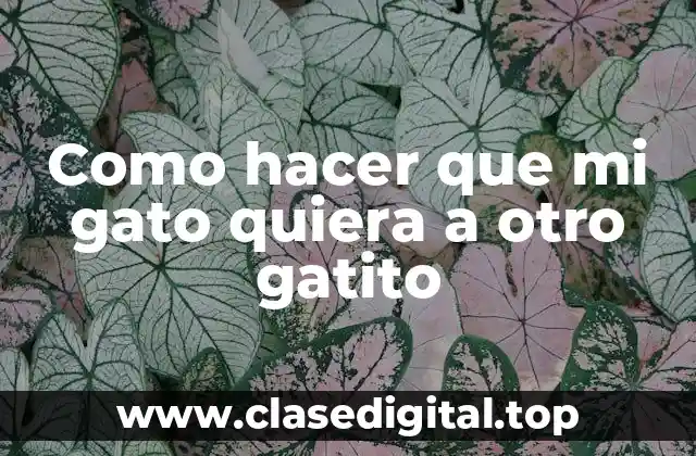 Como hacer que mi gato quiera a otro gatito