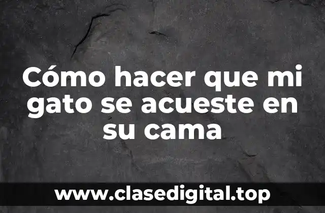 Cómo hacer que mi gato se acueste en su cama