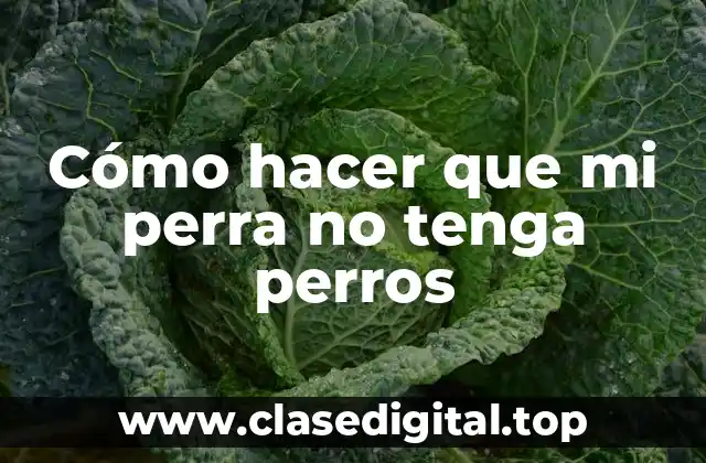 Cómo hacer que mi perra no tenga perros