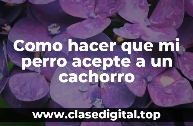 Como hacer que mi perro acepte a un cachorro