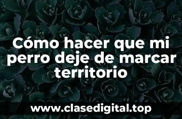 Cómo hacer que mi perro deje de marcar territorio