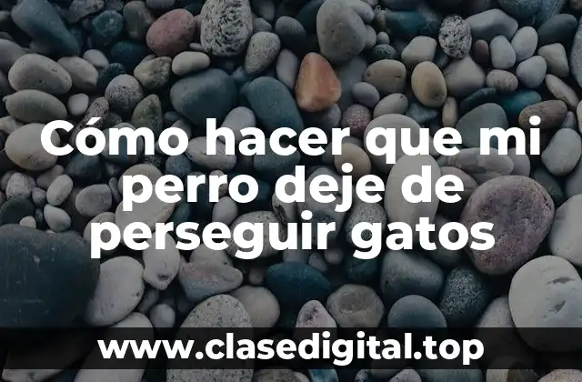Cómo hacer que mi perro deje de perseguir gatos