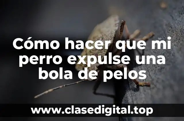 Cómo hacer que mi perro expulse una bola de pelos