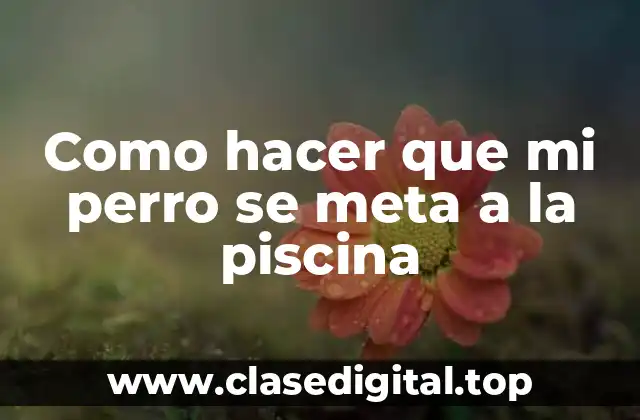 Como hacer que mi perro se meta a la piscina