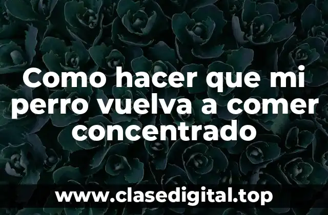 El problema de la comida concentrada para perros