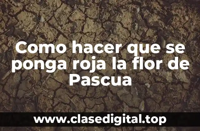 Como hacer que se ponga roja la flor de Pascua