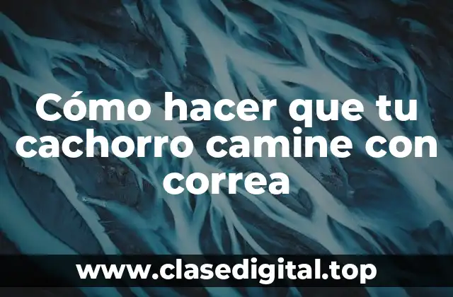 Cómo hacer que tu cachorro camine con correa
